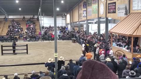 $100,000 Clydesdale Stallion at Topeka!