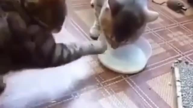 Two cats and milk funny moment
