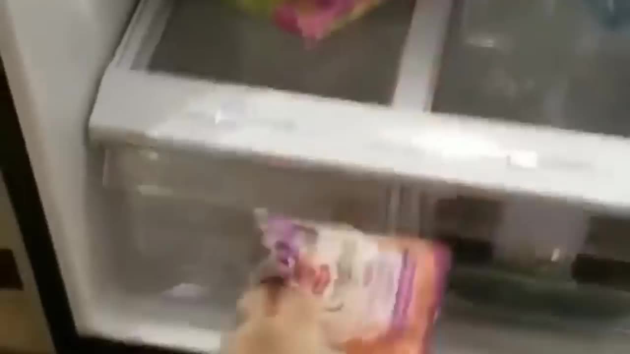 cute dog steals food in the refrigerator in front of the owner