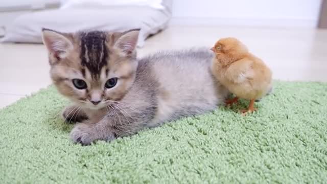 Looking back on how kitten Kiki met tiny chicks for the first time