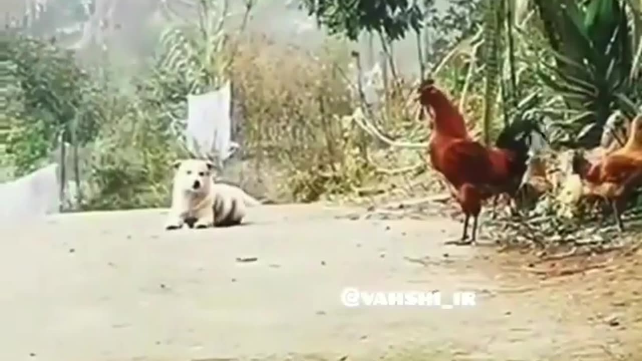 Funny dog with funny cock 😂 in sound competition