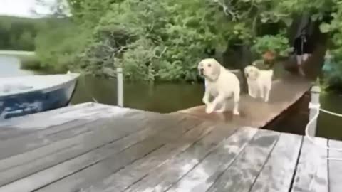Cute and funny animals video compilation