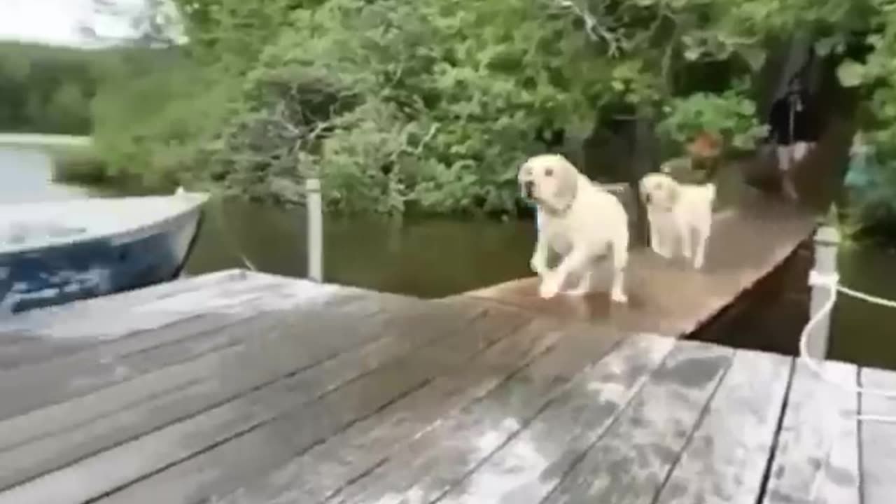Cute and funny animals video compilation