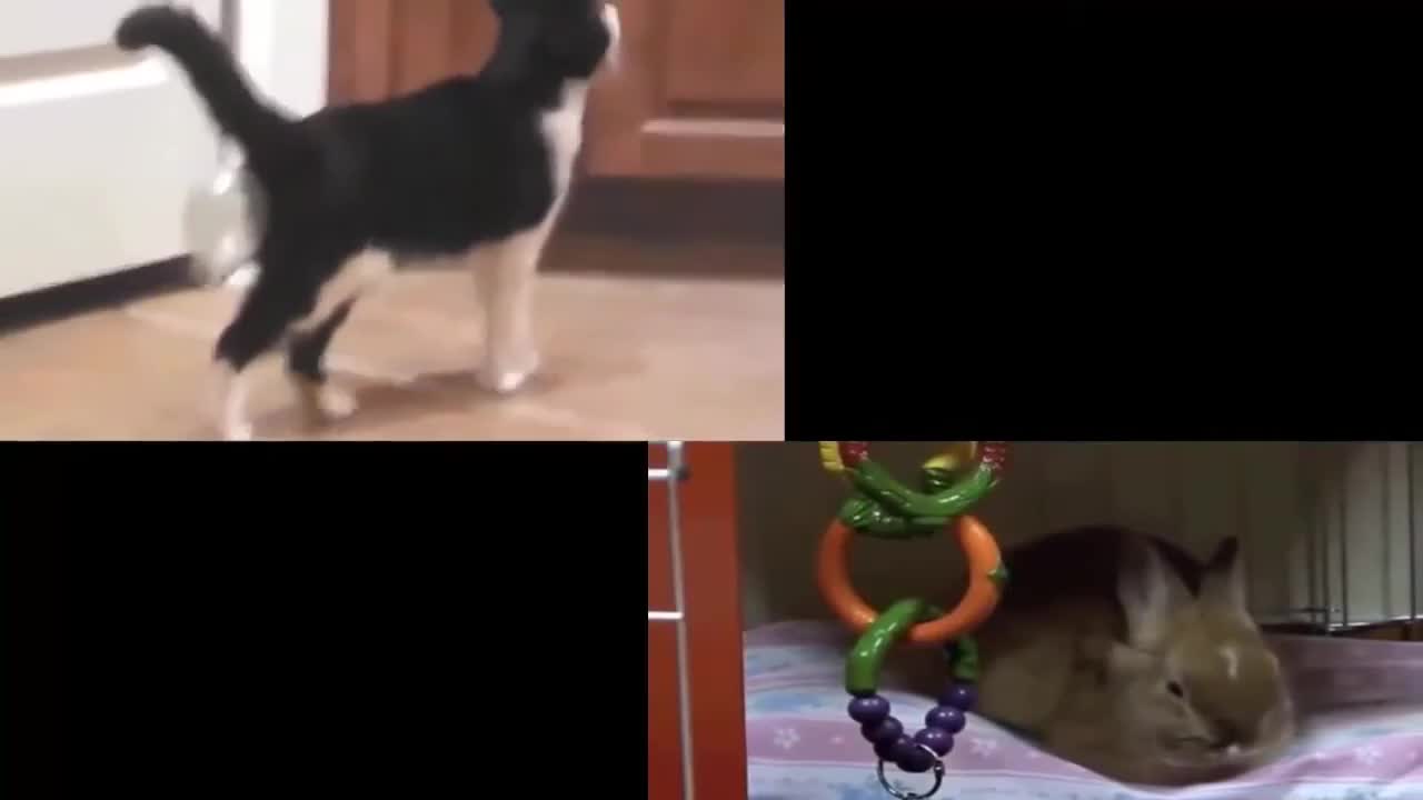 Animals dance