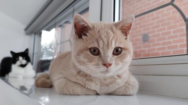 A história dos gatos em menos de 10 minutos