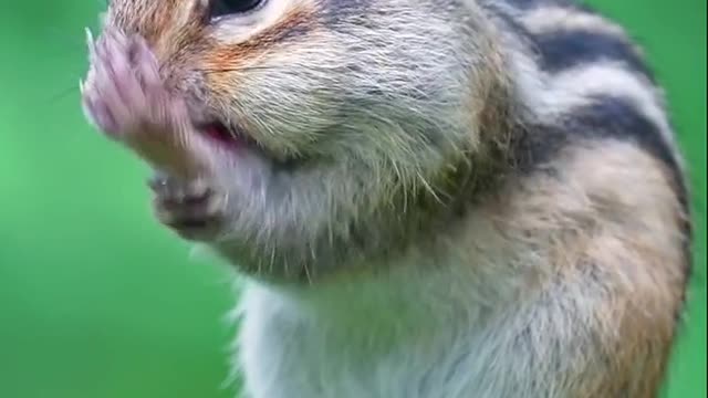 Cute Squirrel