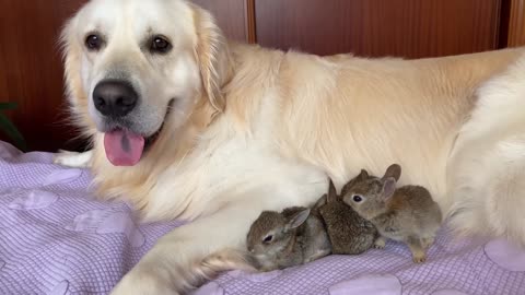 Golden Retriever and Baby Bunnies - Amazing Friendship