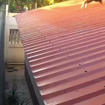 the hunt of these animals is fantastic. Look at the first one