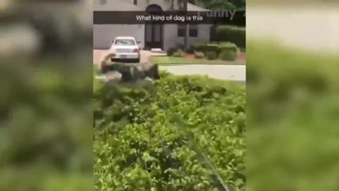 🤣 Funniest 🐶 Dogs and 😻 Cats - Awesome Funny Pet Animals Videos 😇