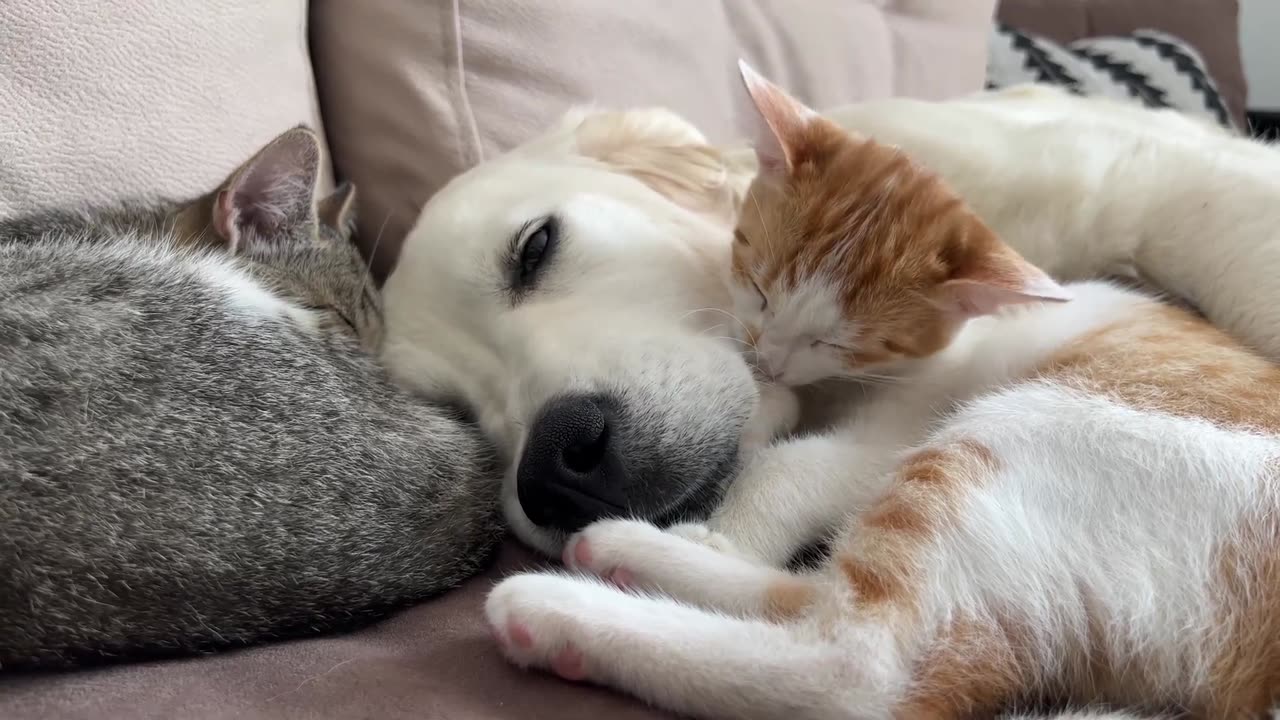 Kitten Loves Golden Retriever [Cuteness Overload]