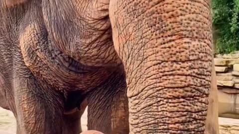 An elephant that loves to eat pumpkins