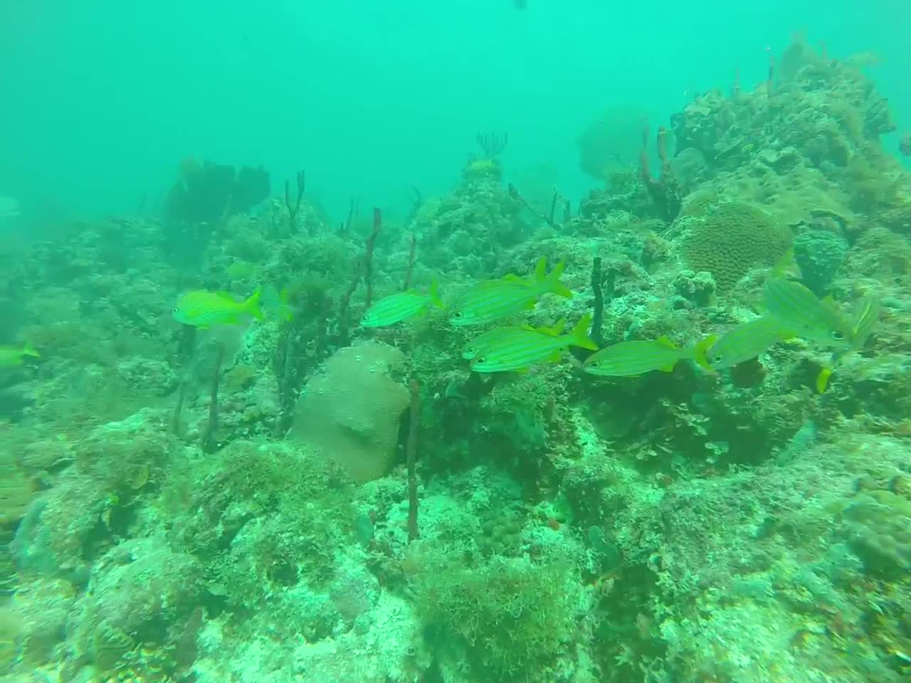 Joli poissons dans la mer des Caraïbes