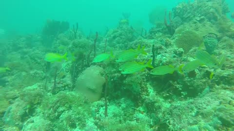 Joli poissons dans la mer des Caraïbes