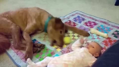 Funny baby and dog video collection