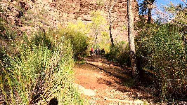 Donkeys climbing the Devil’s Corkscrew & Indian Garden