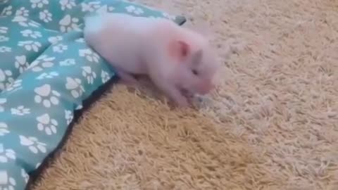 #CuteBabyAnimals #Funny #daily #Shorts #amushorts #rumble C107