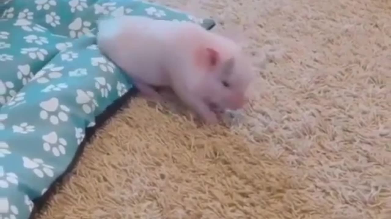 #CuteBabyAnimals #Funny #daily #Shorts #amushorts #rumble C107