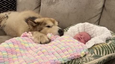 Adorable Giant Dog Meets His New Baby Brother! He'll Always Protect Him! (Cutest Ever!!)