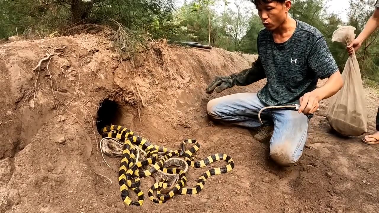 Catch_100_extremely_poisonous_black_Gold_Snakes_With_Bare_Hands