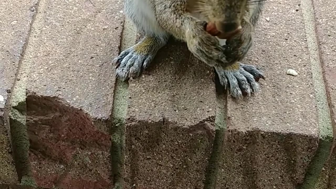 Mika The Squirrel 🐿️😍. #squirrel #wild #animals