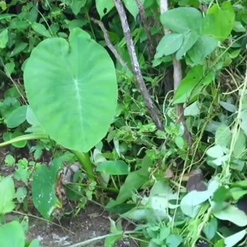 "Capturing the King: The Thrilling Art of Catching King Cobra Snakes"