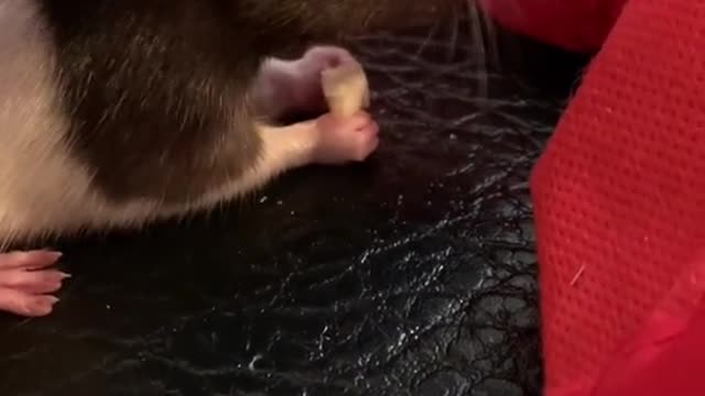 introducing the mischief!
