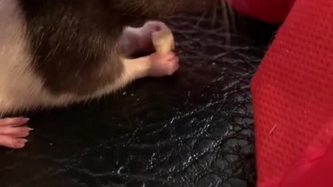 introducing the mischief!