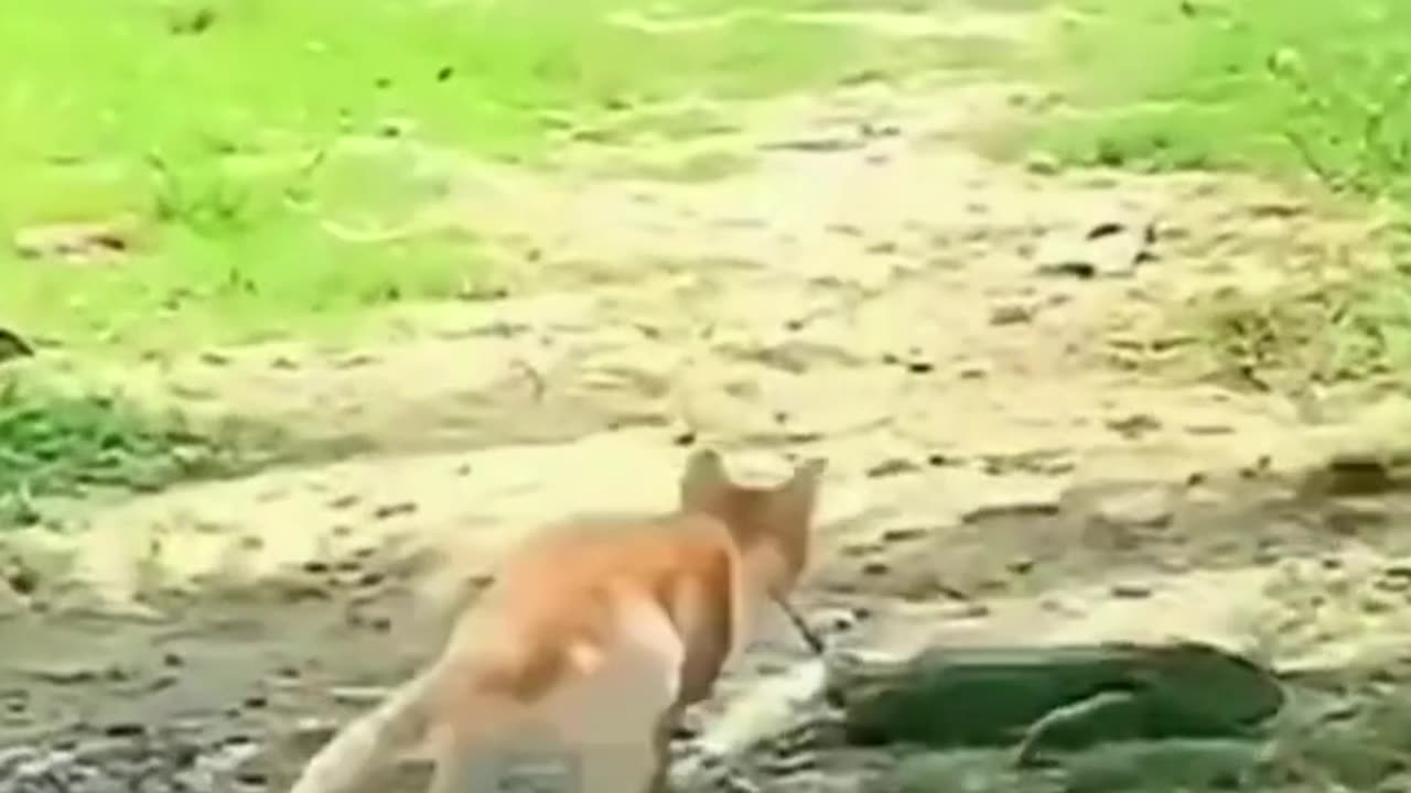 Funniest Animal Videos😂 - Funny Cats😹 Videos 2023! #rumble