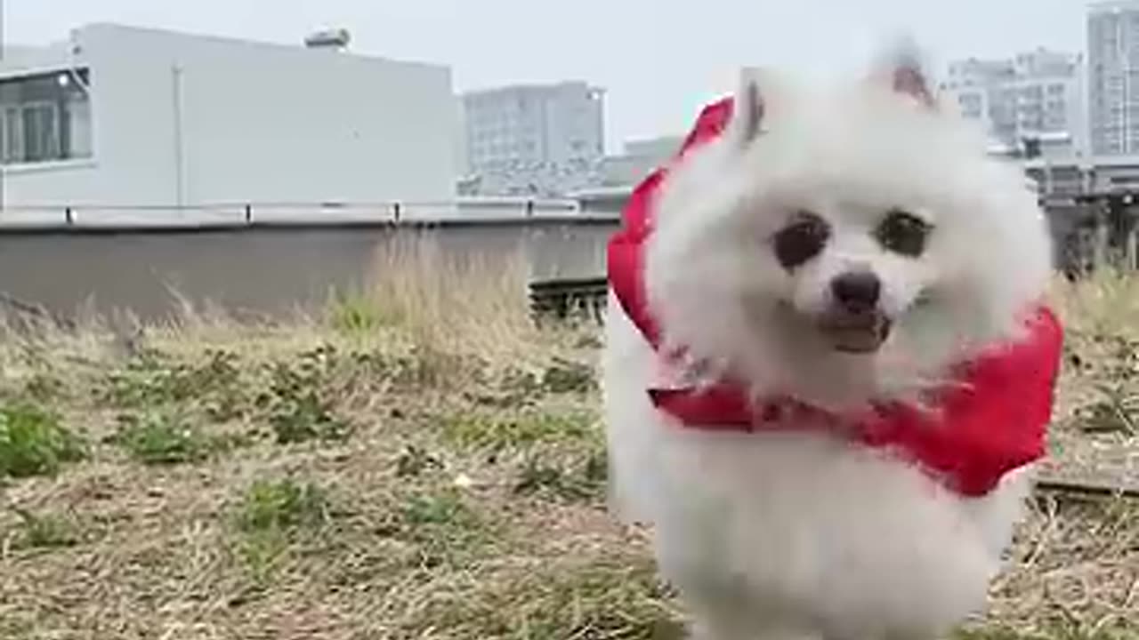 Dog action