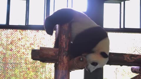 The giant panda