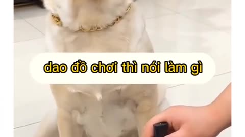 how many trust you dog? Me: Too much | dog funny video 🤣