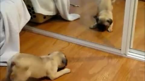 Funny and Cute Dog Videos-1