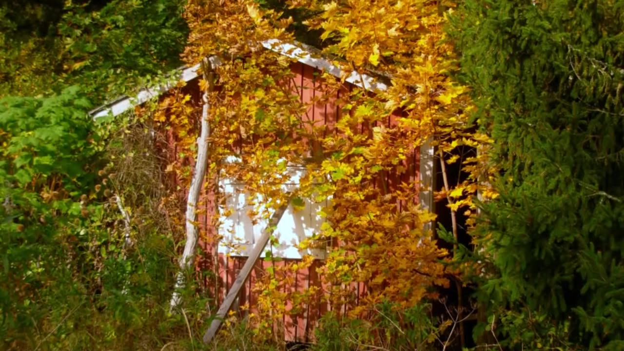 Mankkipuutarhatie,Vantaa Deserted houses.Finland UE-11