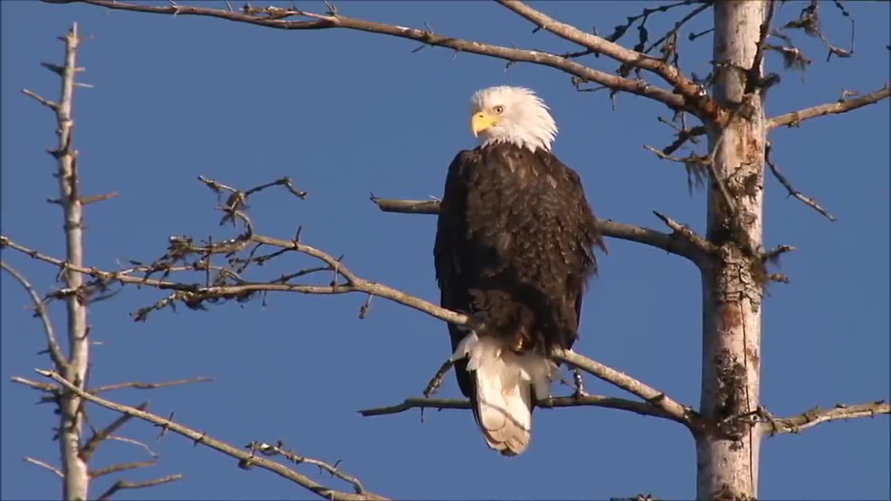 All About Bald Eagles for Kids: Animal Videos for Children - FreeSchool