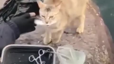 CAT. I CAUGHT A FISH