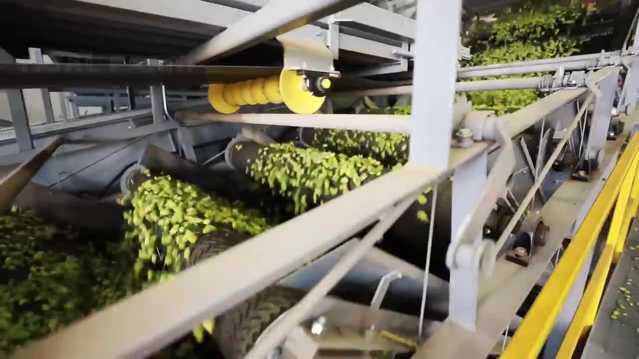 How Beer Is Made From Hops - Hops Cultivation and Harvest - Hops Processing Factory