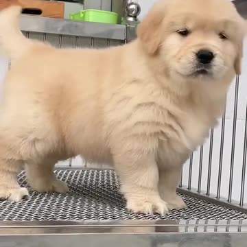 Cute baby animals Videos Compilation cute moment of the animals - Cutest Animals On Earth