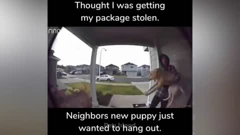 Dog Reactions: Surprises & Scares Caught On Camera!