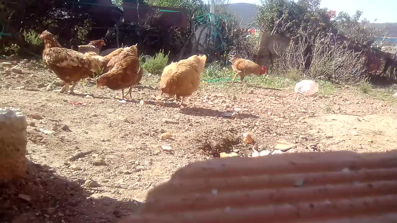 Hen farm