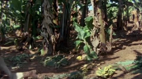 The Gods Must Gone Crazy(Fight in the banana forest) ( 272 X 640 )