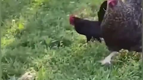 Funny Animal Videos Of The Day 005!