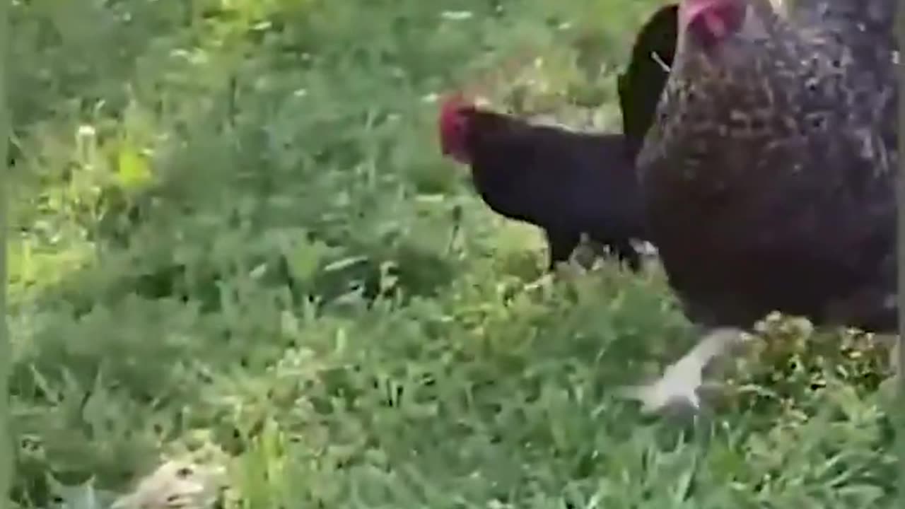 Funny Animal Videos Of The Day 005!