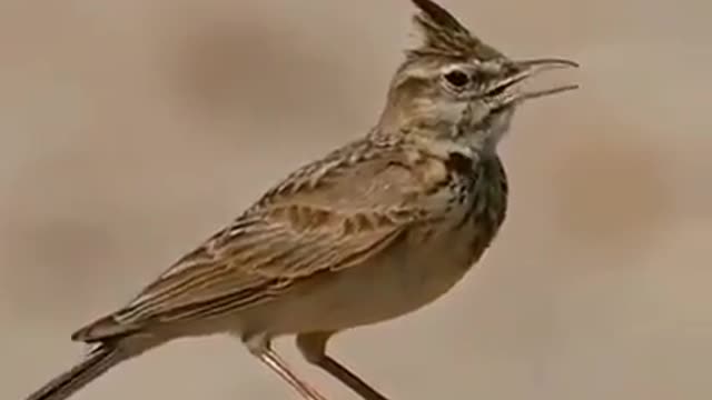 Nice sound for this bird Who knows his name?