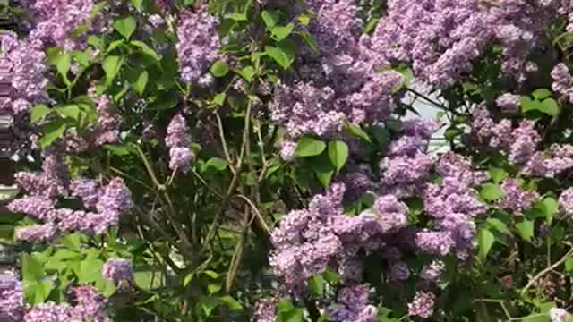 Lilacs in spring 2021 in NYC