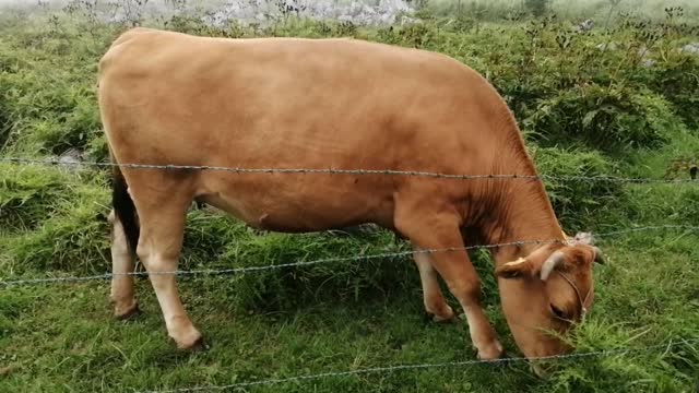 beautiful nature, beautiful weather, beautiful bulls..