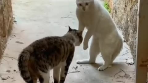 Cat dog funny moment😁😁