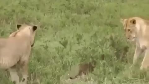 Fearless Mongoose