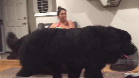 Gigantic Newfoundland Considers He's A Little Lap Dog