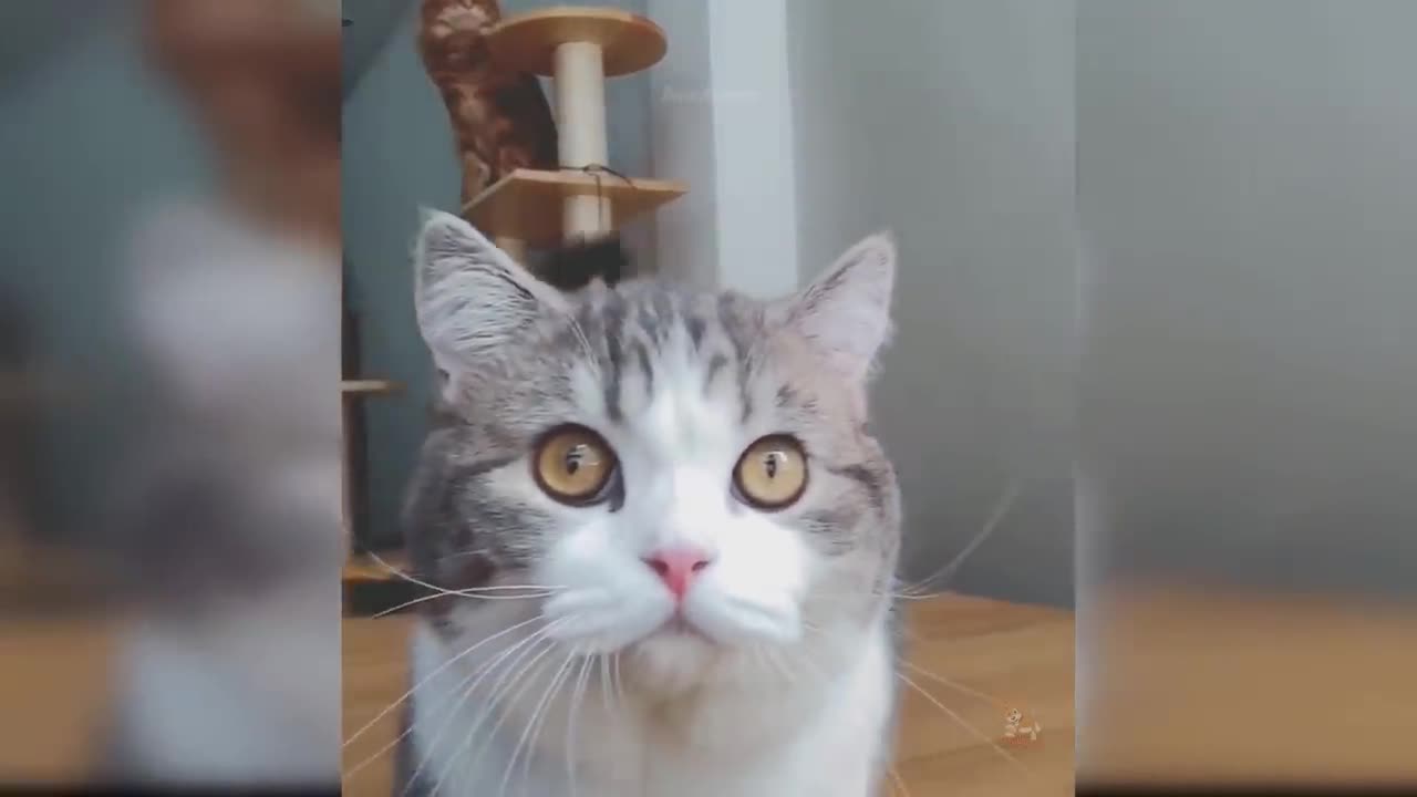 Funny Cat and Dog Videos That Will Make Your Day