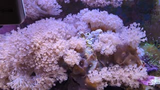 Gold Striped Maroon Clownfish hanging out in Anemone